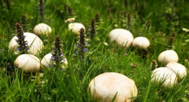 Žampion luční - popis houby